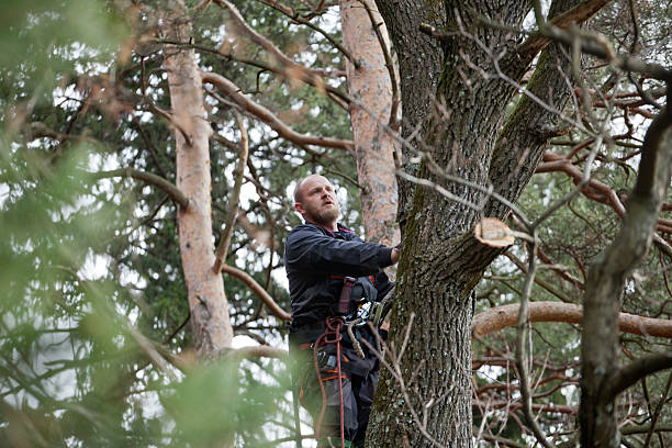 How Our Tree Care Process Works  in  Villa Park, CA